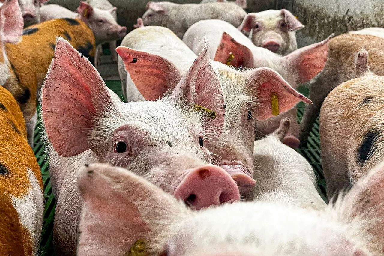 FOTODELDÍA - ZARAGOZA, 01/12/2025.- Aragón ha reforzado las inspecciones y el control de bioseguridad en las explotaciones porcinas tras los casos de peste porcina africana detectados en Cataluña, aunque continúa sin ningún caso, ni en fincas ganaderas ni en fauna silvestre. Así lo han puesto de manifiesto el consejero de Agricultura, Ganadería y Alimentación, Javier Rincón, y la directora general de Calidad y Seguridad Agroalimentaria, Aitziber Lanzas, tras reunirse con las organizaciones agrarias, Cooperativas Agroalimentarias de Aragón y la Asociación de Alimentos y Bebidas de Aragón para abordar la situación generada en el sector del porcino tras la aparición de casos de gripe aviar en jabalíes del territorio catalán. EFE/JAVIER BELVER
