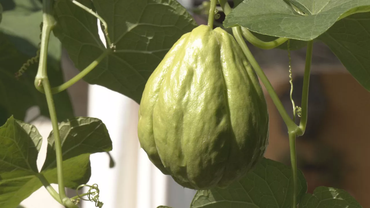 Chayote