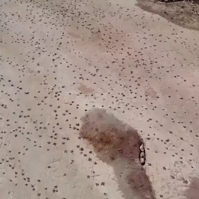 
Descubren en Bolivia el mayor yacimiento de huellas de dinosaurios

