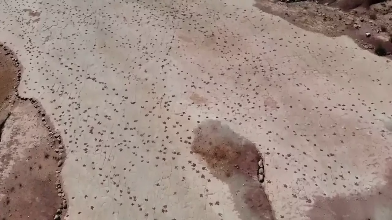 
Descubren en Bolivia el mayor yacimiento de huellas de dinosaurios

