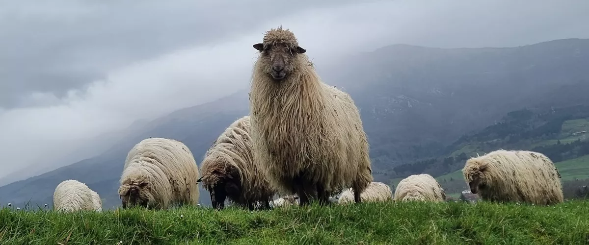 euria-negua-eguraldia-natura-hotza