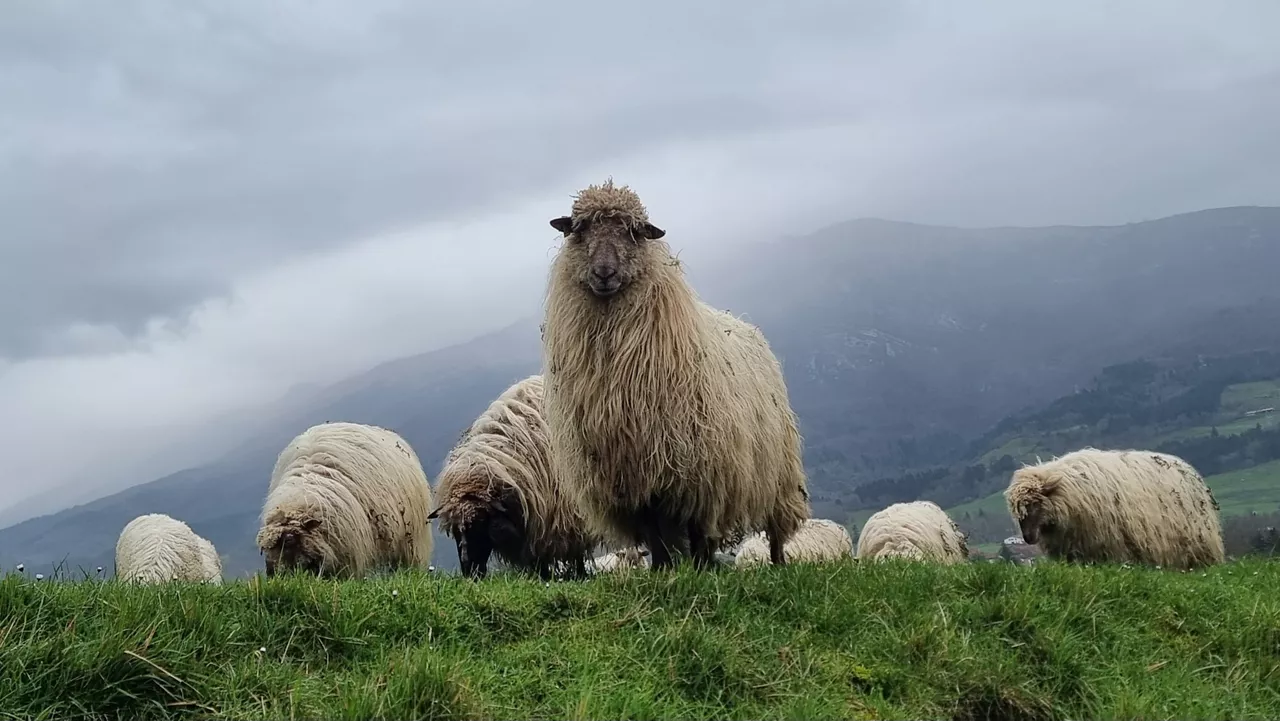 euria-negua-eguraldia-natura-hotza
