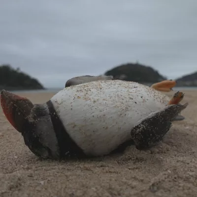 frailecillo-lanperna-musu