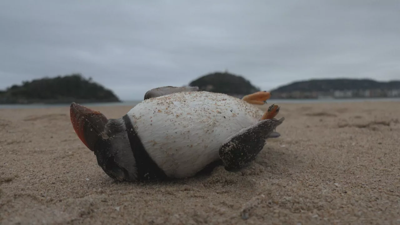 frailecillo-lanperna-musu
