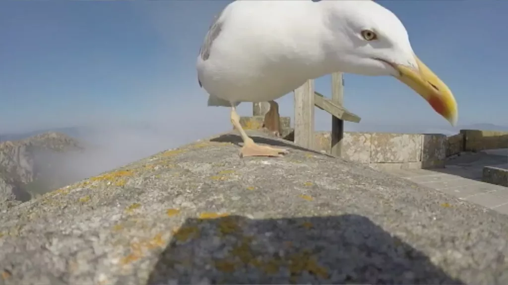 MAM-eko argazkia: gaviota-islas-cies_