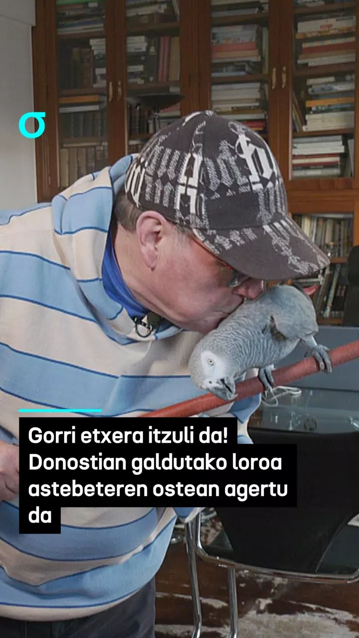 Gorri etxera itzuli da! Donostian galdutako loroa astebeteren ostean agertu da