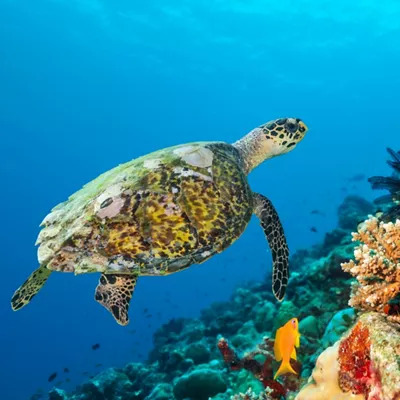 itsasoa oceano