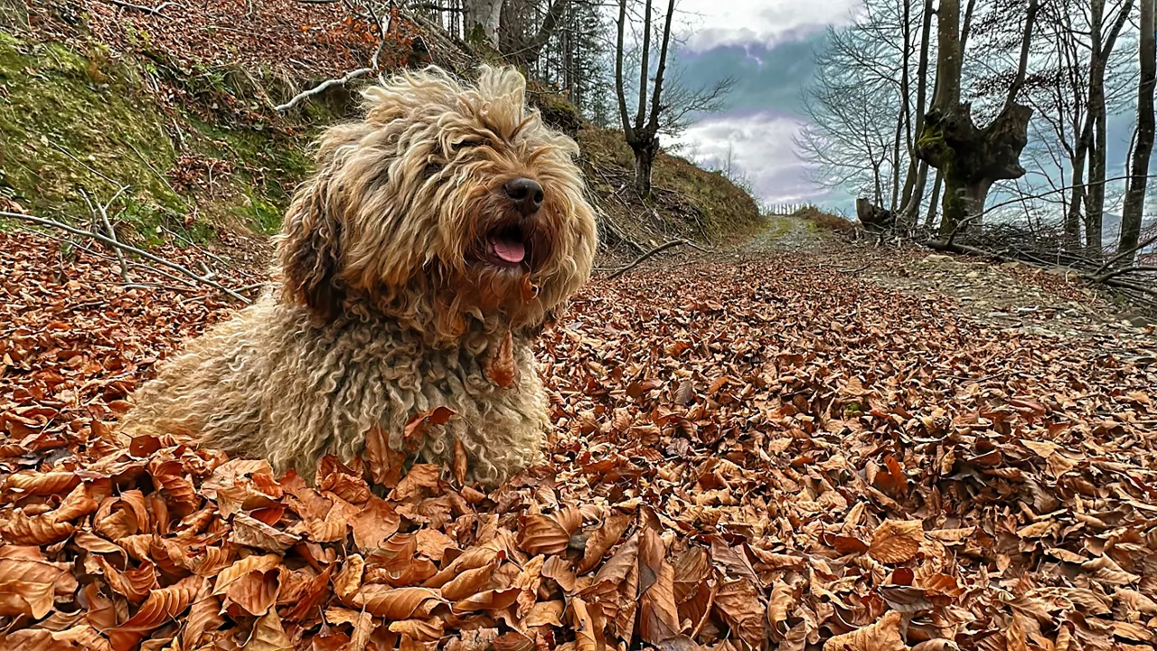 legazpi udazkena otoño egilea aitor agirrezabal