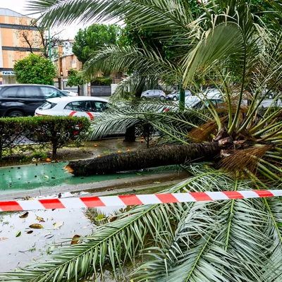 SEVILLA (ESPAÑA), 02/02/2026.- Vista de los árboles caídos en la avenida de La Palmera, en Sevilla por la nueva borrasca, que ha irrumpido este lunes en Andalucía y ha dejado de momento más de 150 incidencias solo en la provincia de Sevilla, donde cinco personas han resultado heridas a raíz de distintos desprendimientos provocados por las fuertes rachas de viento, se ha informado a EFE Emergencias 112. EFE/Raúl Caro
