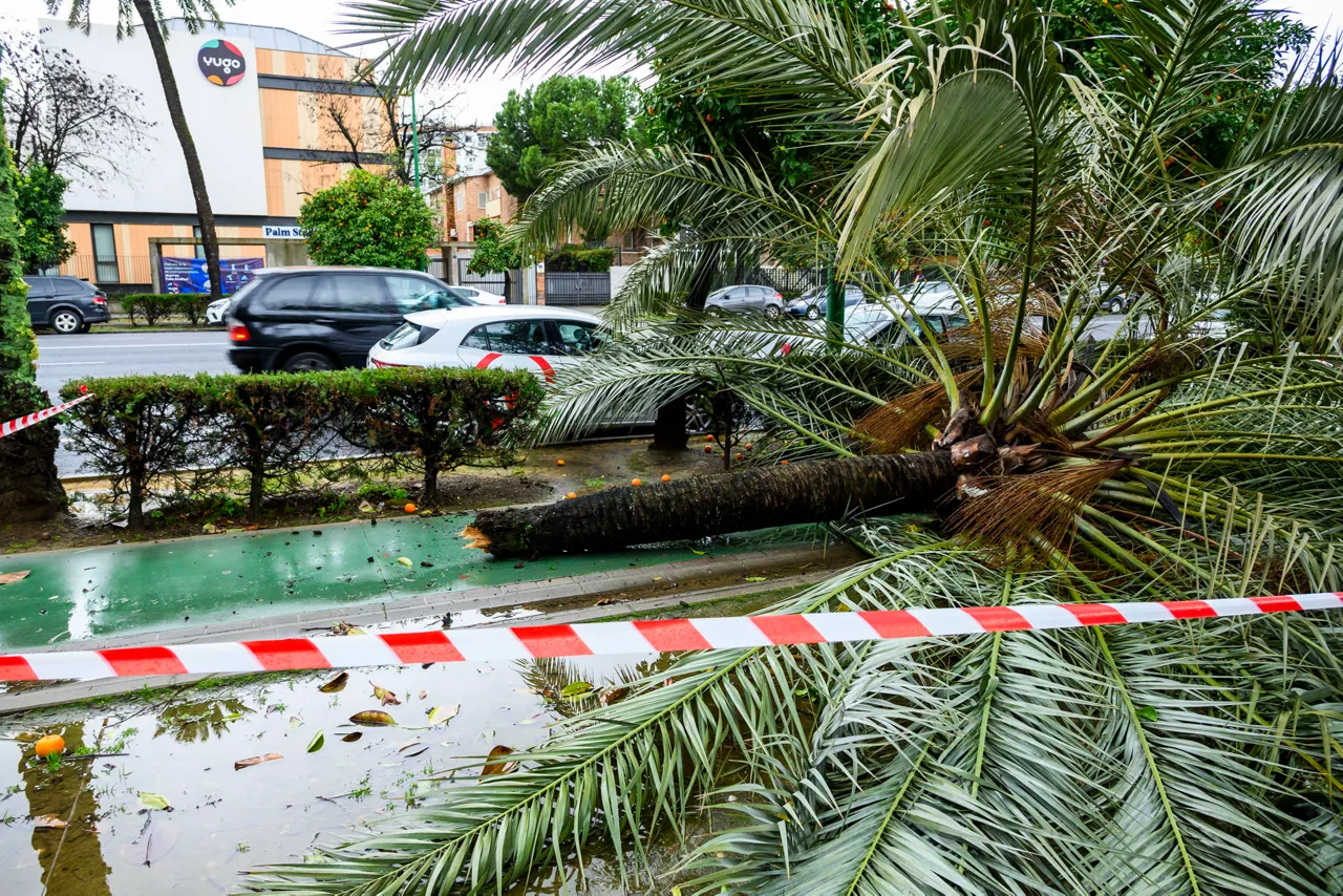 SEVILLA (ESPAÑA), 02/02/2026.- Vista de los árboles caídos en la avenida de La Palmera, en Sevilla por la nueva borrasca, que ha irrumpido este lunes en Andalucía y ha dejado de momento más de 150 incidencias solo en la provincia de Sevilla, donde cinco personas han resultado heridas a raíz de distintos desprendimientos provocados por las fuertes rachas de viento, se ha informado a EFE Emergencias 112. EFE/Raúl Caro
