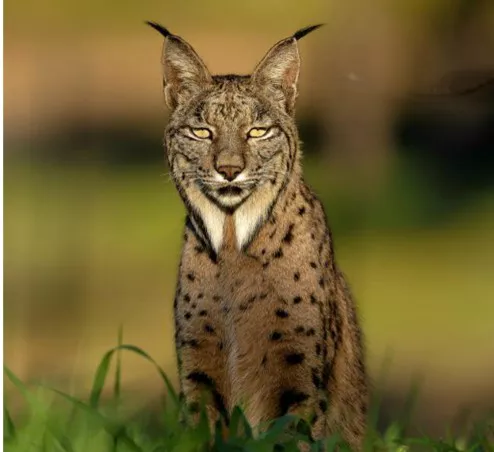 Lince ibérico