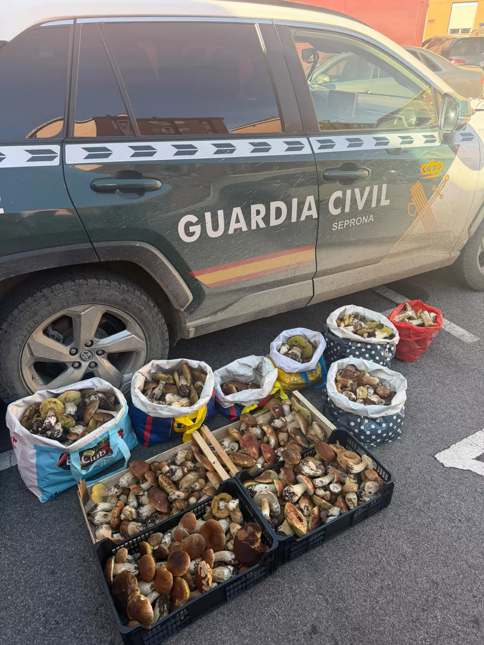 Intervenidos 88 kilos de setas recolectadas de forma irregular en Navarra
