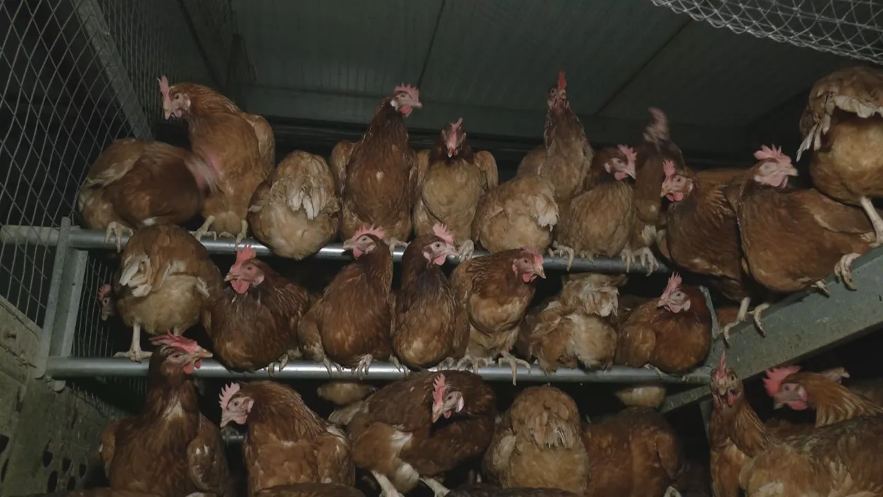 oiloak gallinas