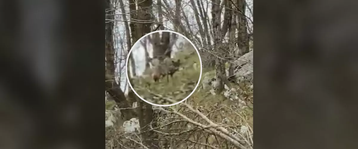 Aumentan los ataques de lobo en el Valle de Carranza