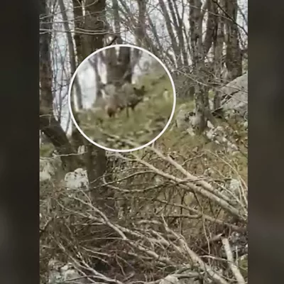 Aumentan los ataques de lobo en el Valle de Carranza