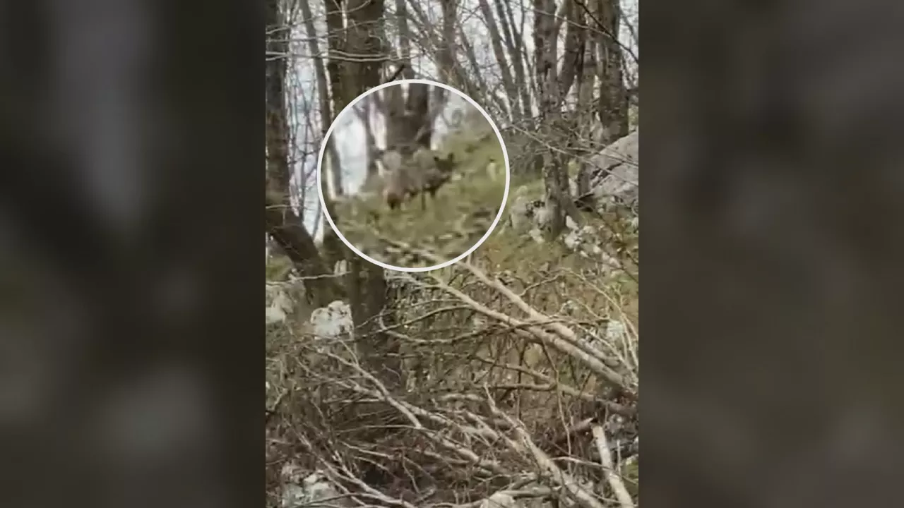 Aumentan los ataques de lobo en el Valle de Carranza