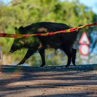 FOTODELDÍA SIERRA DE COLLSEROLA, 11/12/2025.-Un jabalí campa por la sierra de Collserola este jueves cuando los agentes, tras comprobar que las 55 granjas cercanas al brote de peste porcina en Collserola siguen libres de la enfermedad, ponen el foco en la necesidad de reducir a la mitad la población de jabalíes porque estos animales son vectores de enfermedades y causan accidentes. EFE/Enric Fontcuberta
