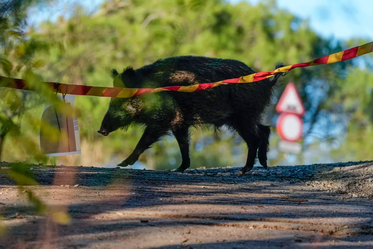 FOTODELDÍA SIERRA DE COLLSEROLA, 11/12/2025.-Un jabalí campa por la sierra de Collserola este jueves cuando los agentes, tras comprobar que las 55 granjas cercanas al brote de peste porcina en Collserola siguen libres de la enfermedad, ponen el foco en la necesidad de reducir a la mitad la población de jabalíes porque estos animales son vectores de enfermedades y causan accidentes. EFE/Enric Fontcuberta
