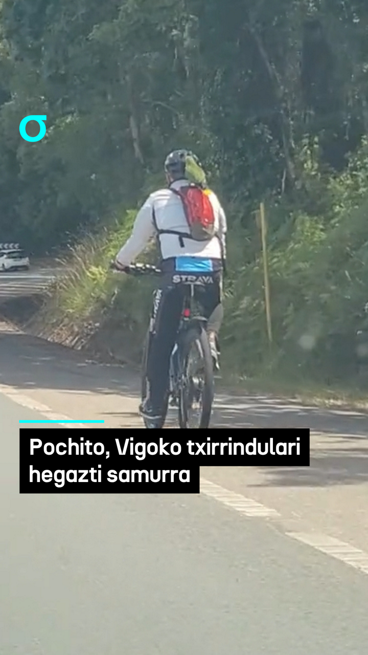 Pochito, Vigoko txirrindulari hegazti samurra