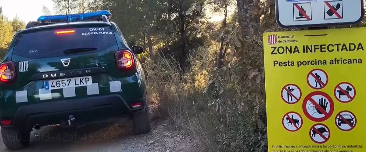 gripe porcina africana