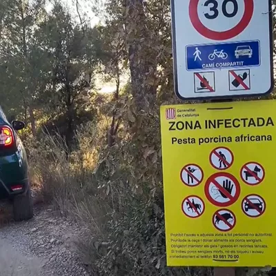 gripe porcina africana