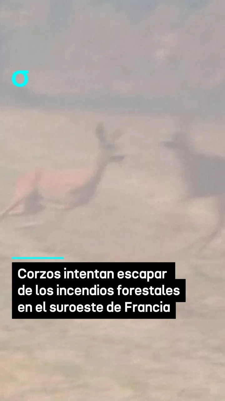 video feed poster