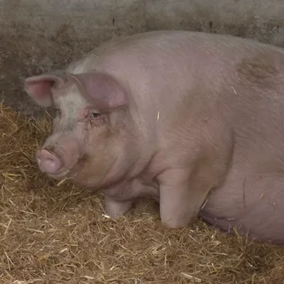 Poxpolin txerria Santo Tomas