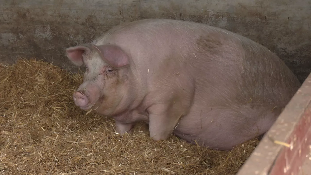 Poxpolin txerria Santo Tomas