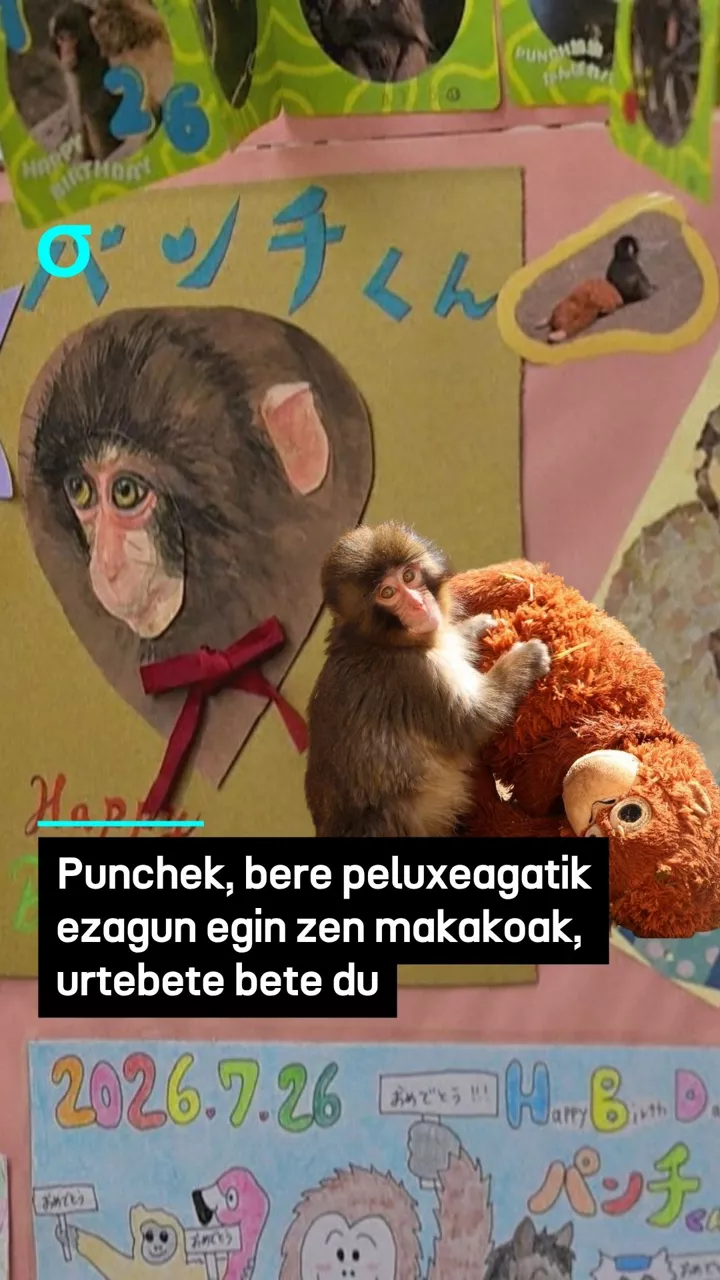 Punchek, bere peluxeagatik ezagun egin zen makakoak, urtebete bete du

