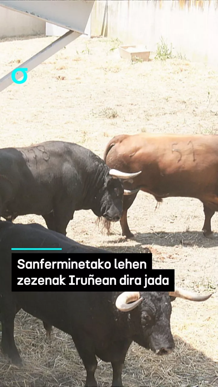Sanferminetako lehen zezenak Iruñean dira jada