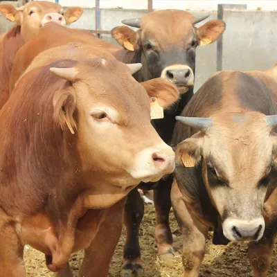 Vacas ganado bovino dermatosis nodular behiak gaixotasuna