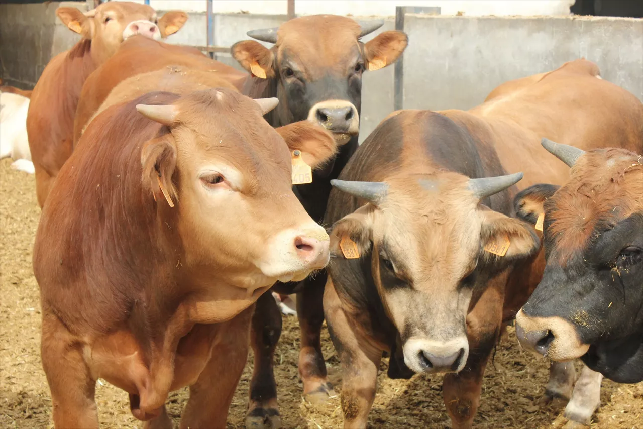 Vacas ganado bovino dermatosis nodular behiak gaixotasuna