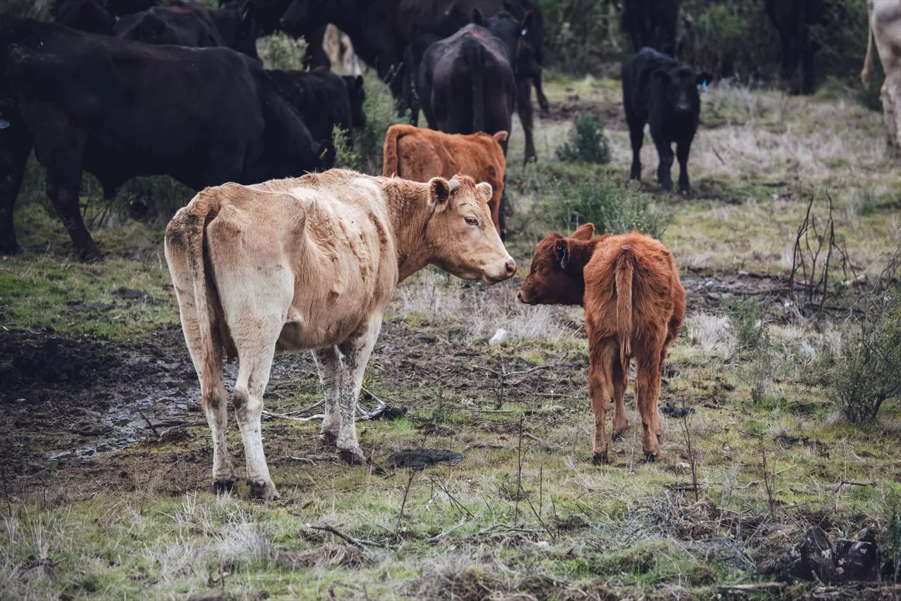 (Foto de ARCHIVO)

Vacas en un campo



REMITIDA / HANDOUT por USAGA

Fotografía remitida a medios de comunicación exclusivamente para ilustrar la noticia a la que hace referencia la imagen, y citando la procedencia de la imagen en la firma

15/9/2026