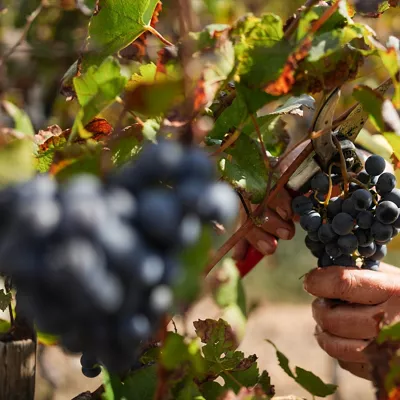 (Foto de ARCHIVO)

05 September 2026, Syria, Ba'it village: Workers harvest wine grapes at a vineyard in Ba'it village, in the southeastern countryside of the Syrian city of Tartus. Several Syrian wineries continue to support the country's wine industry amid steadily rising annual demand, with Jarjour winery producing around 50,000 bottles a year for the domestic market. Photo: Moawia Atrash/dpa



05/9/2026 ONLY FOR USE IN SPAIN