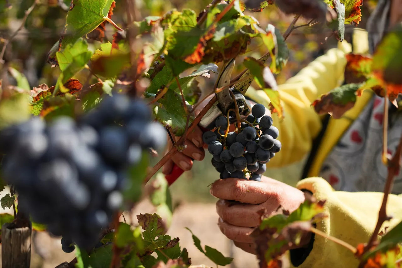 (Foto de ARCHIVO)

05 September 2026, Syria, Ba'it village: Workers harvest wine grapes at a vineyard in Ba'it village, in the southeastern countryside of the Syrian city of Tartus. Several Syrian wineries continue to support the country's wine industry amid steadily rising annual demand, with Jarjour winery producing around 50,000 bottles a year for the domestic market. Photo: Moawia Atrash/dpa



05/9/2026 ONLY FOR USE IN SPAIN
